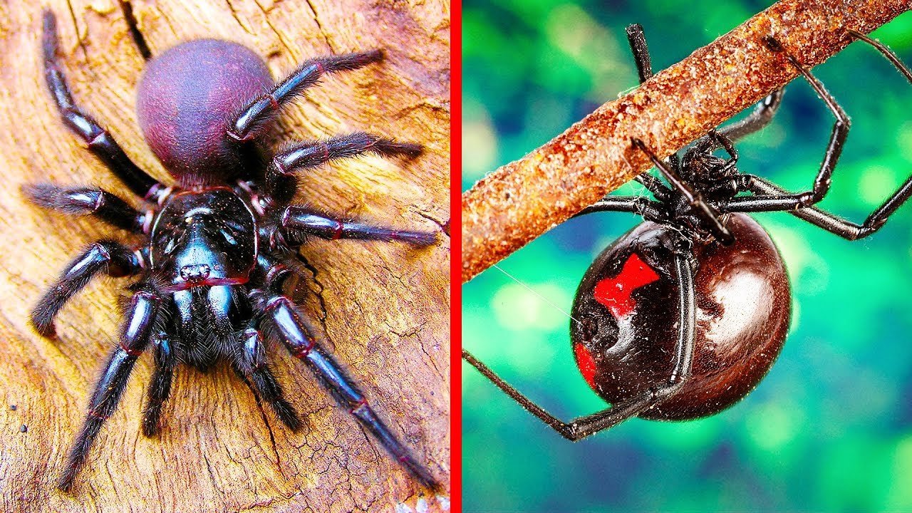 10 aranhas mais venenosas do mundo
