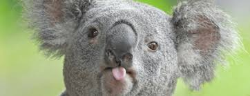 curiosidades interessantes animais